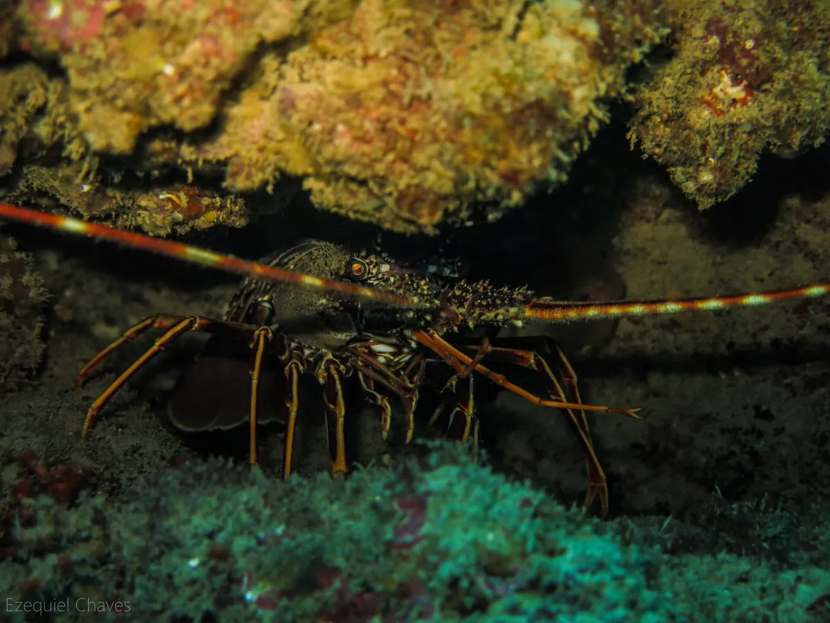 500px 提供的描述： Palinurus Elephas Langosta Mediterranea[#海、#日落、#水、#船、# beaches、#旅遊、#海洋、#生命、#魚、#水下、#蝗蟲、