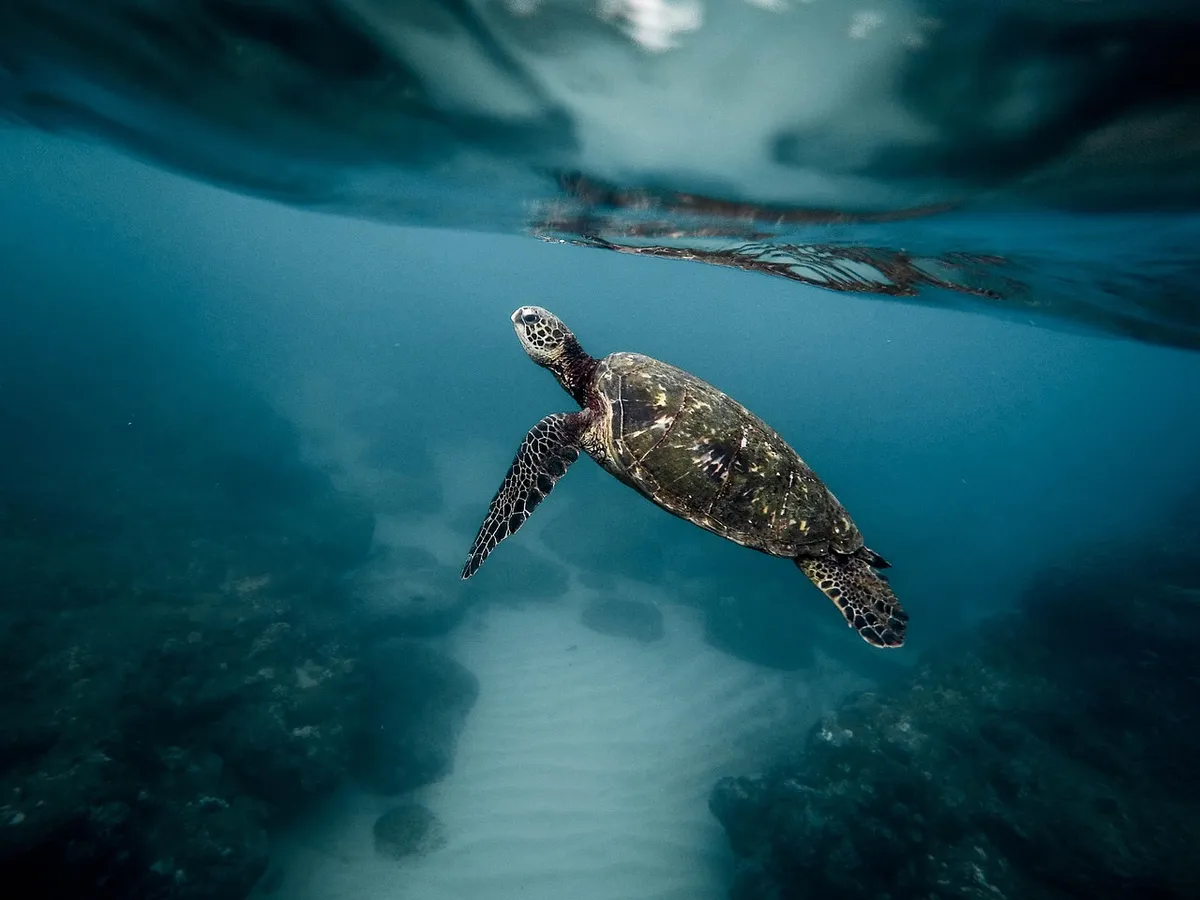 動物、海龜、水生、潛水、海洋生物、海洋、戶外、礁、爬行動物、海、海景、游泳、自然、水下、水、野生動物