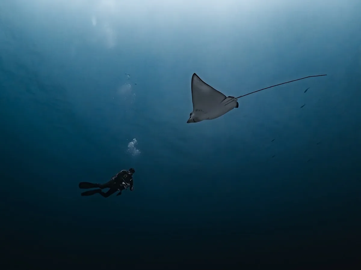 manta ray, diving, ocean, underwater photography, marine life, diver, sea, gray-blue, freedom, bubbles, nature, calm, egypt, depth, adventure, exotic, peaceful,